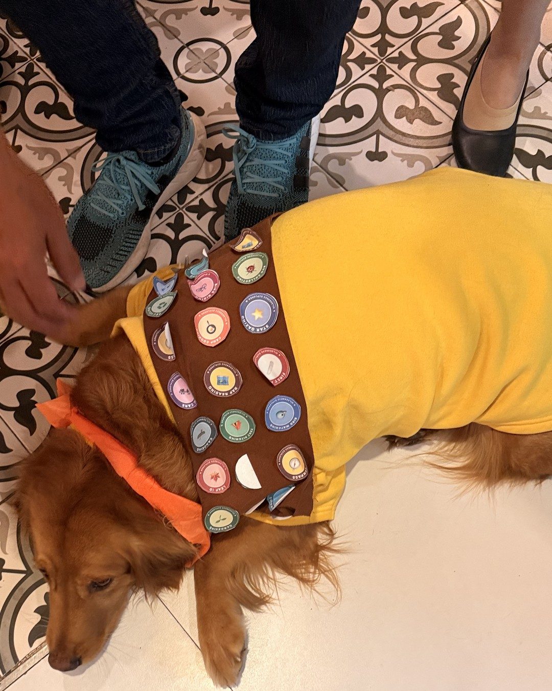 Amber the golden retriever dressed as Russell from Up